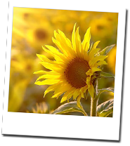 お客様の声イメージ